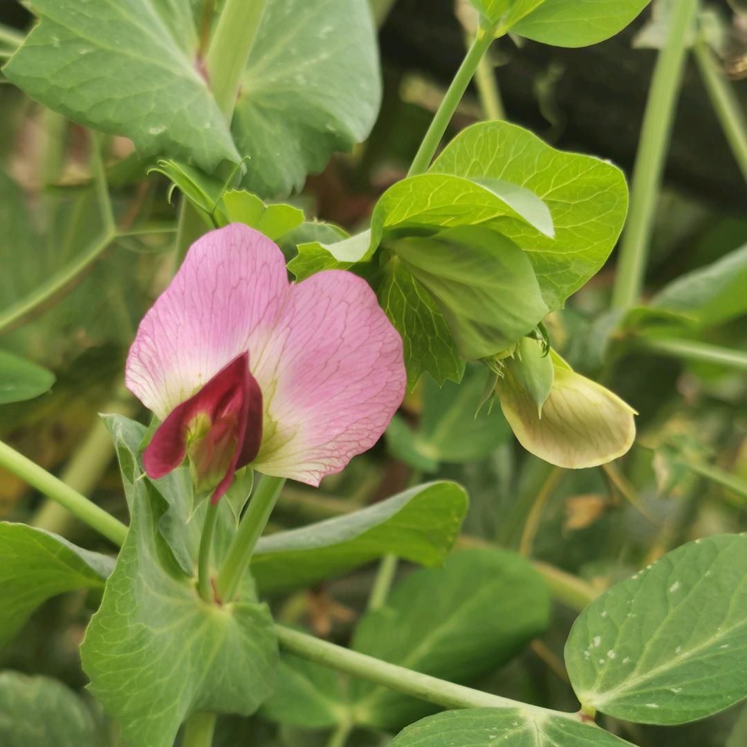一花一木一世界