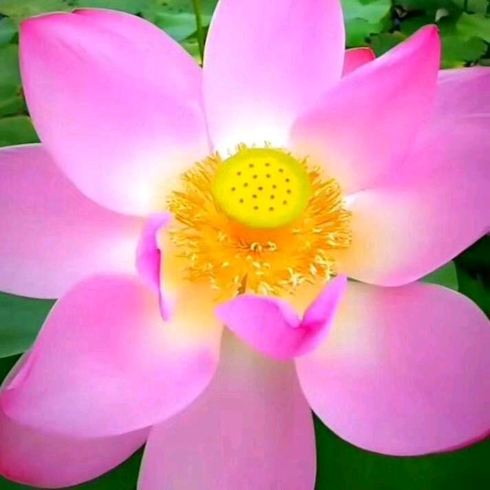 齊（拒绝私聊）