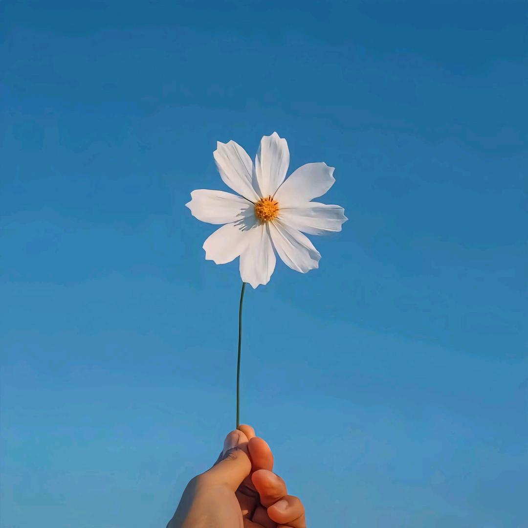 魔芋结