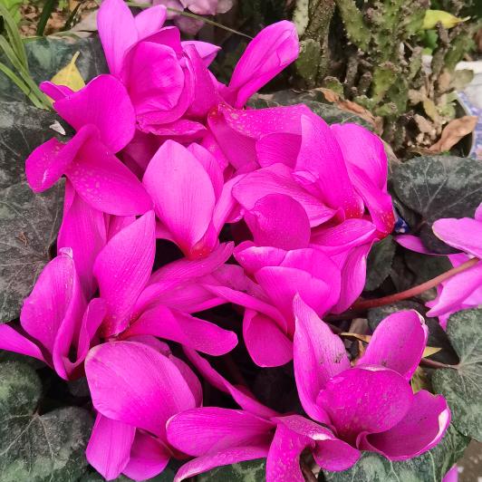 罗氏土建，花园改造，房屋装修