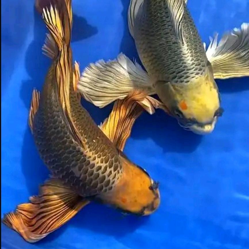 鲤悦观赏鱼