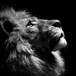 绥缘VIP等25万人