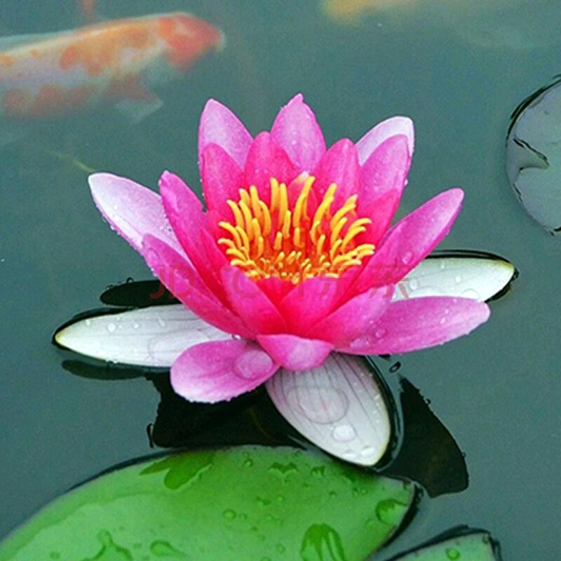 泥土里的花开