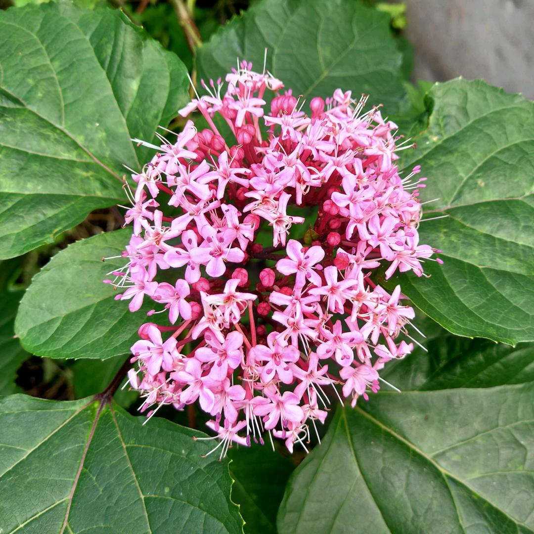 王小米