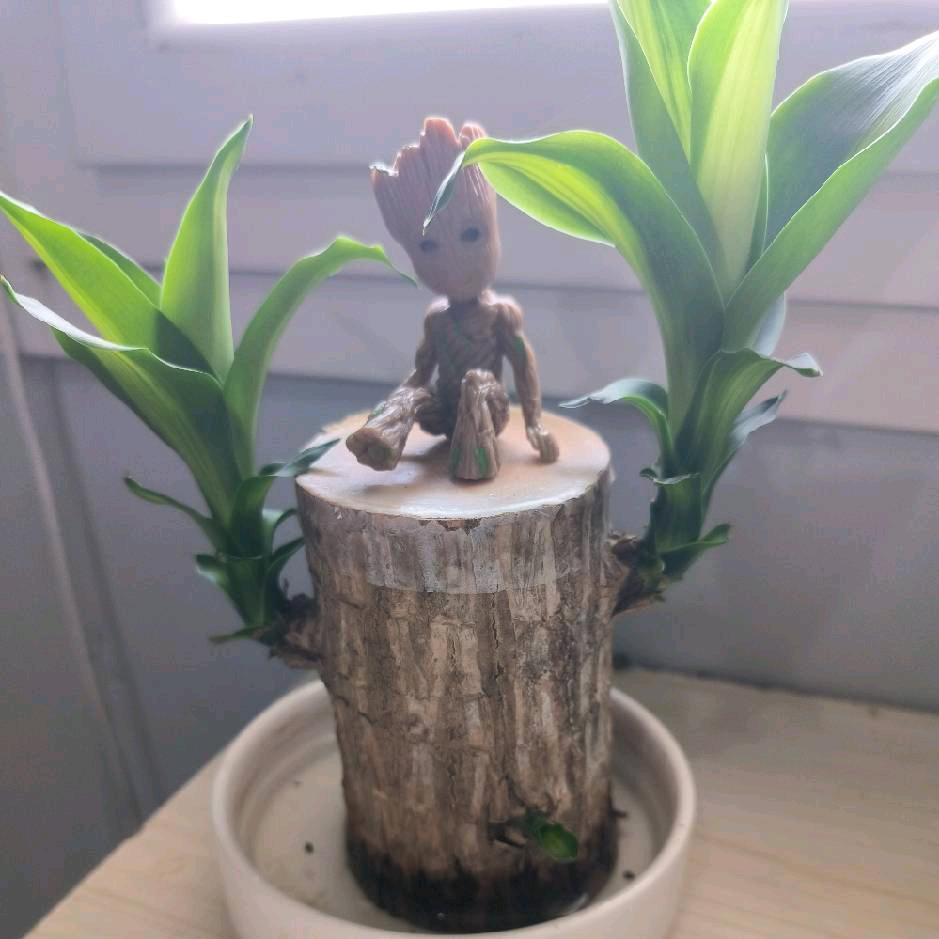 cheng成