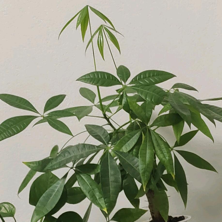 小青