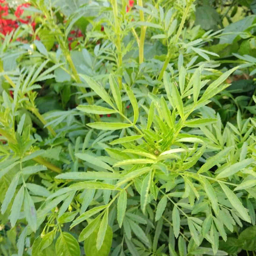 移琴別恋