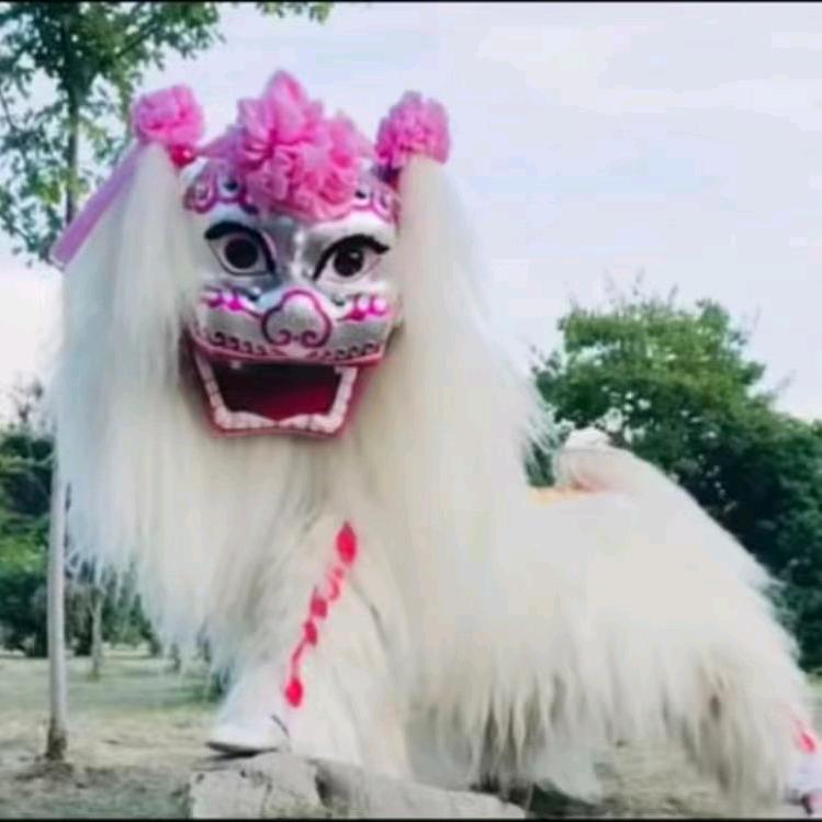 河南阿兴小白狮文化传媒(总团长)