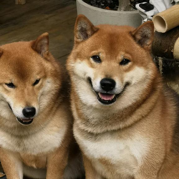 双胞胎兄弟大毛和二毛