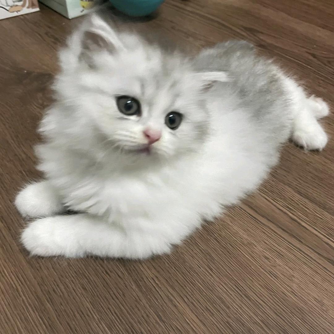 小猫串串