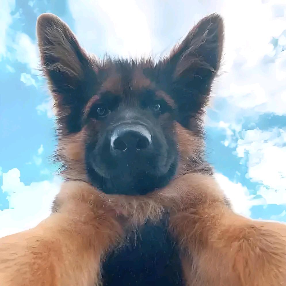 郑元宝是只德牧宝宝