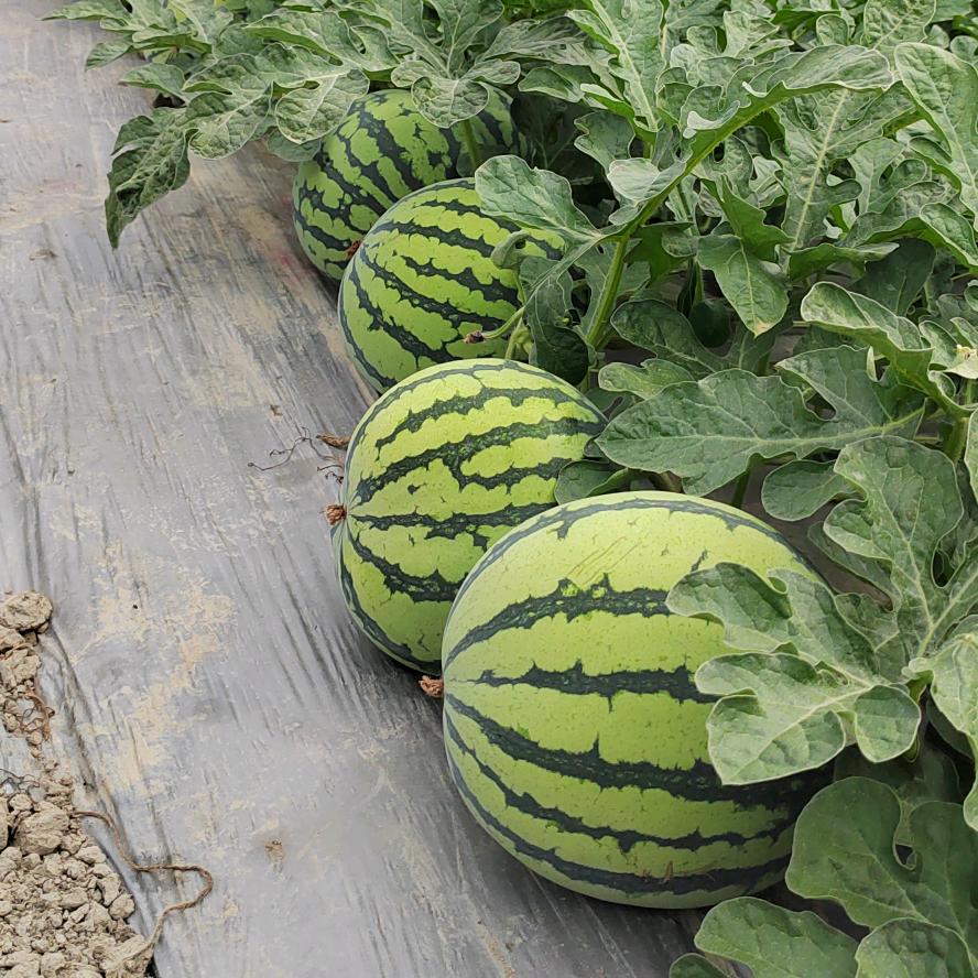 滇西阿成哥在做拉多美