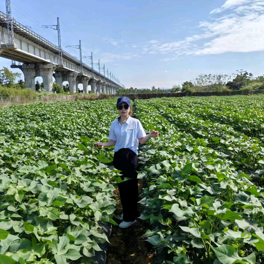刘菊的田间地头