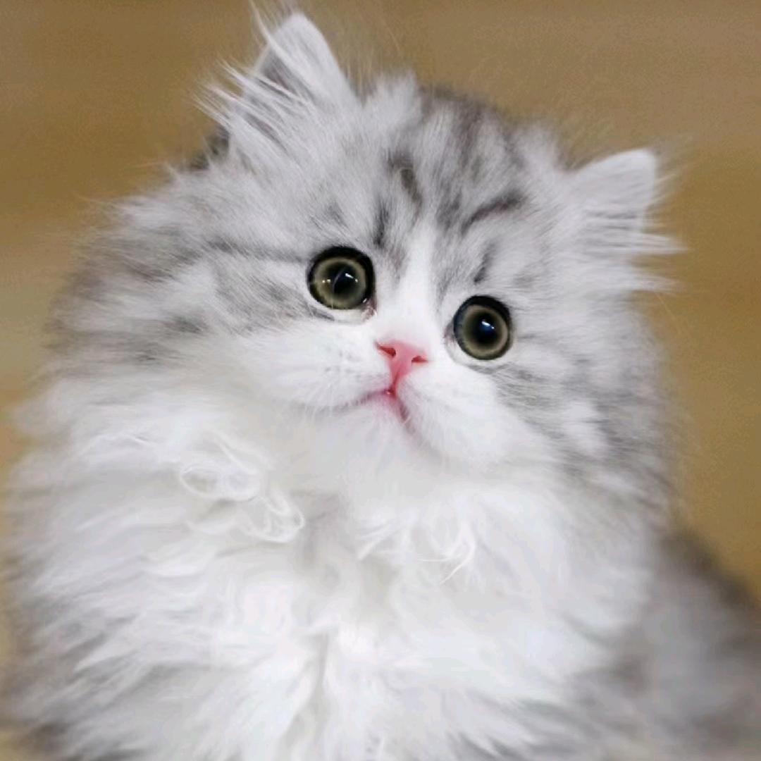 唐山亭亭猫舍店