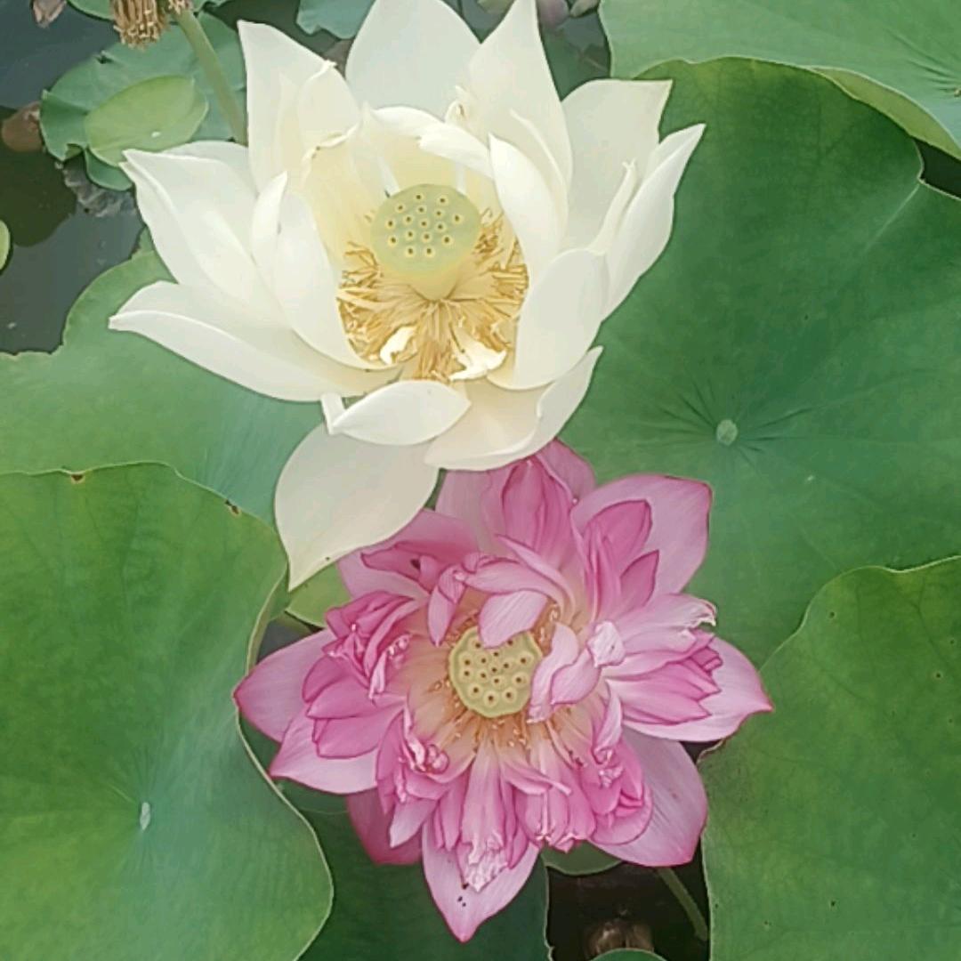 小邱