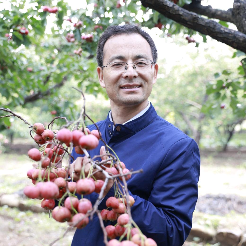 山楂书记杜千里