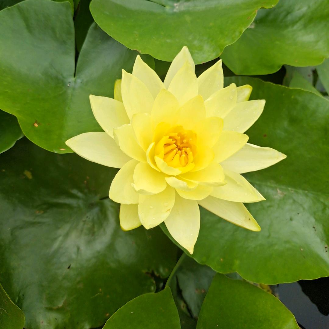 🌻🌻六六🌻🌻