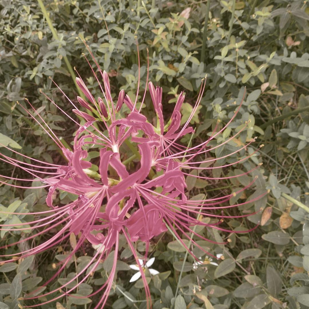 彼岸花，花开千年