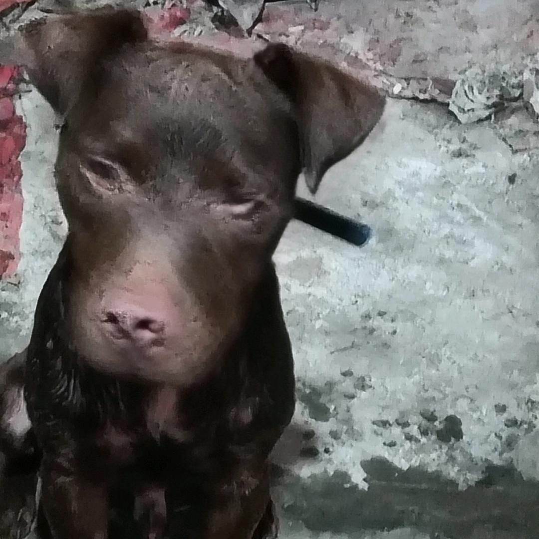 雷霆实战     (太仓犬)