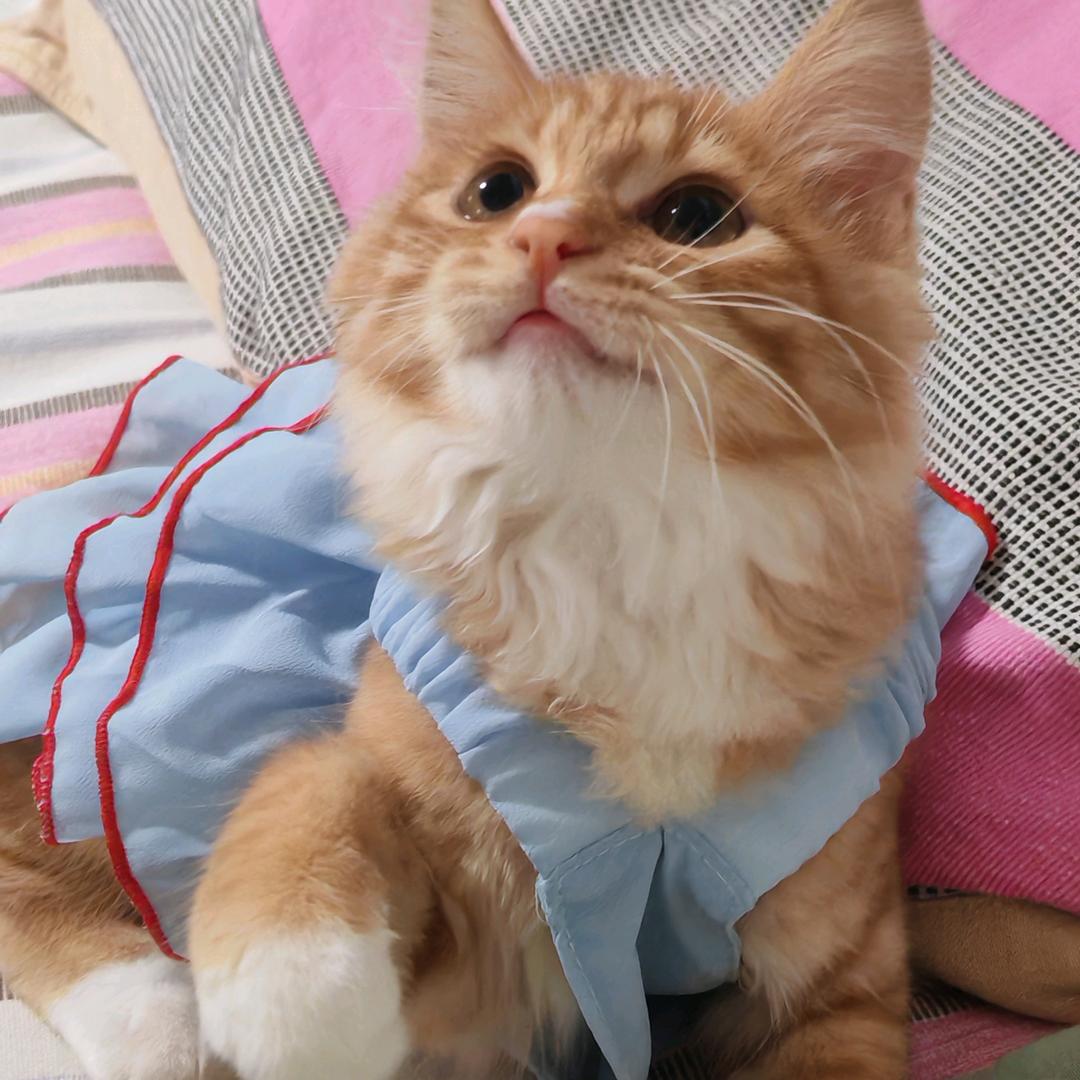 小猫电台๐•ᴗ•๐