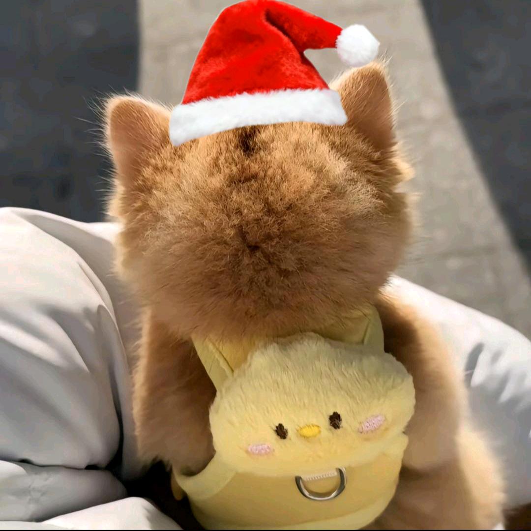 小歪Yºº💤