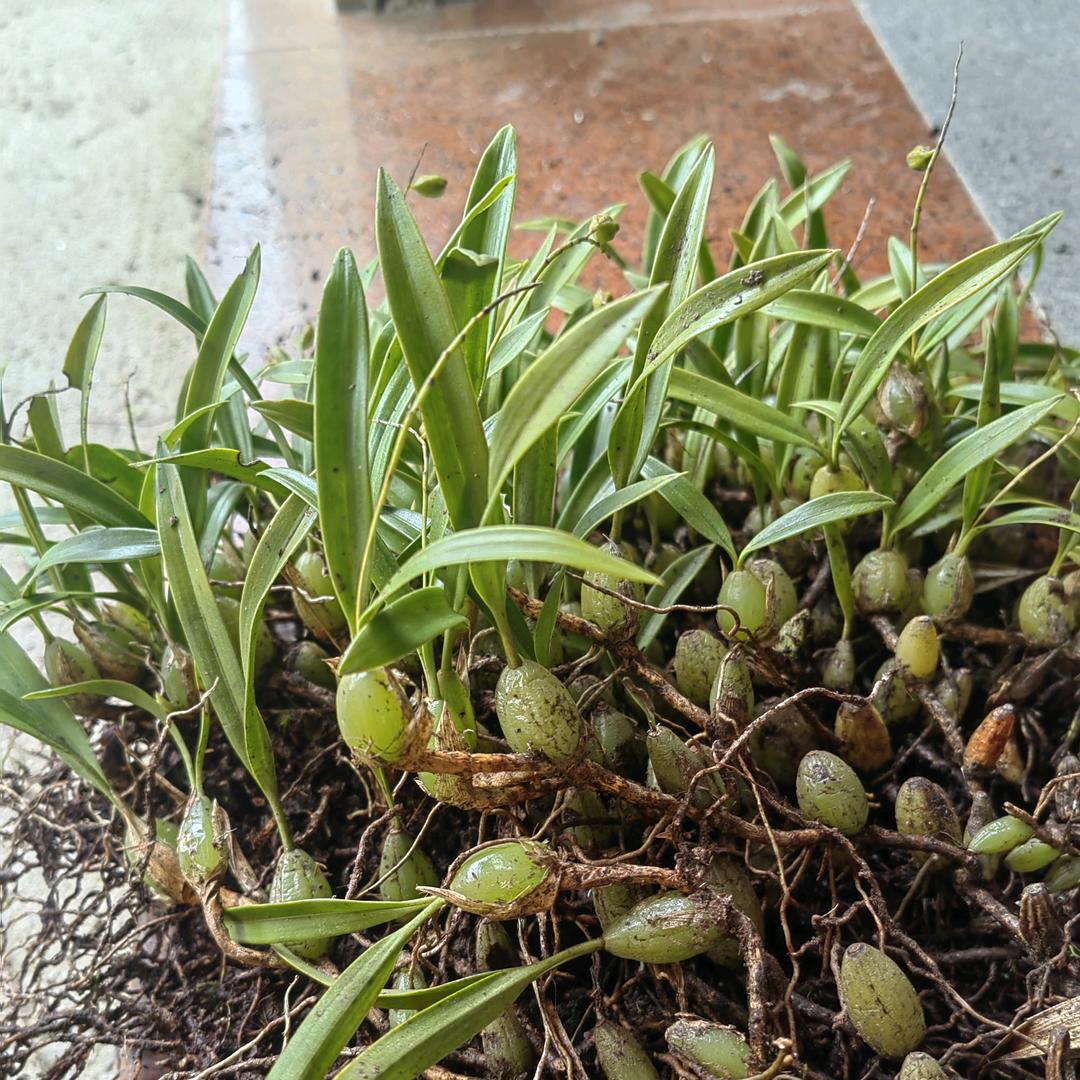 美花青草农产品