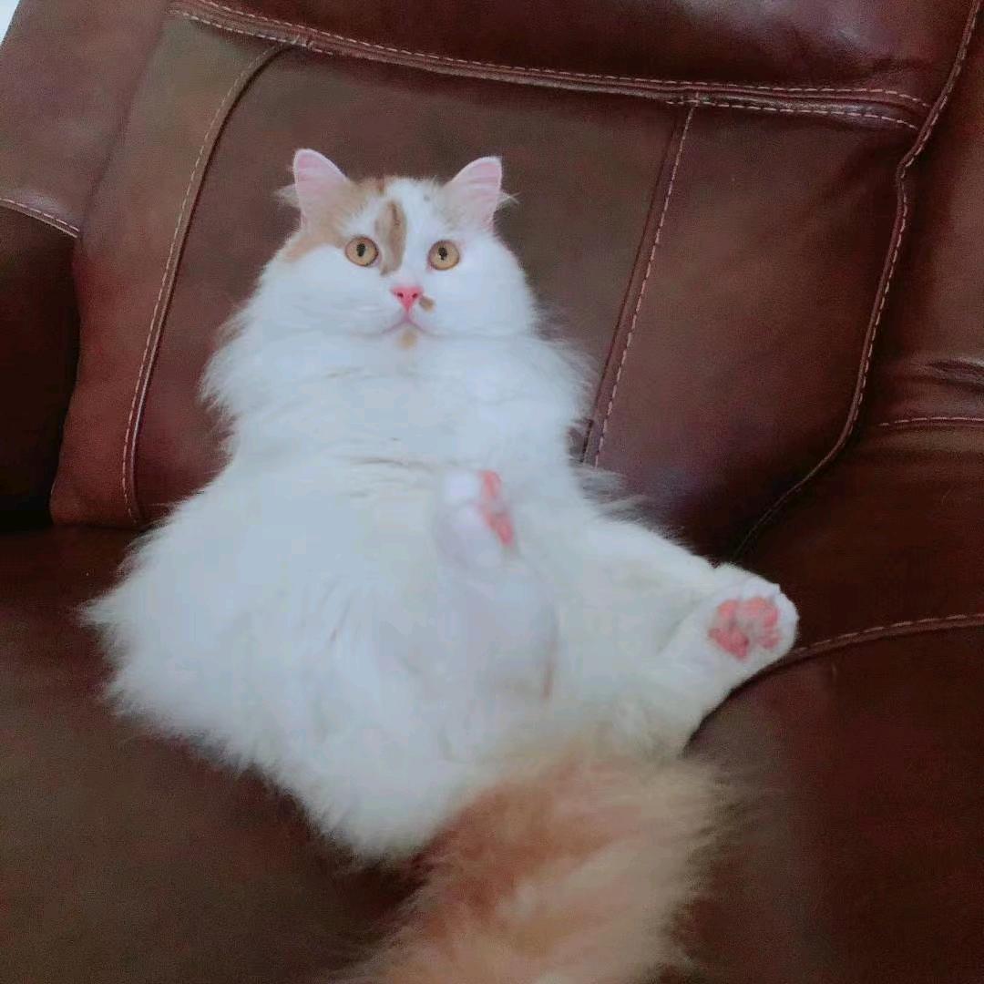 梨落落