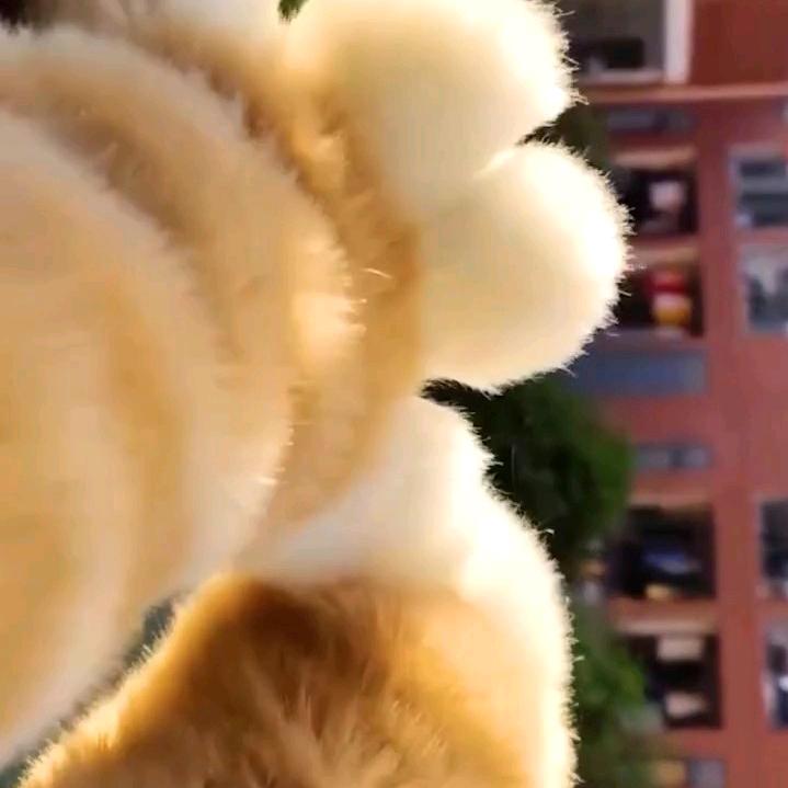 八点半的星光