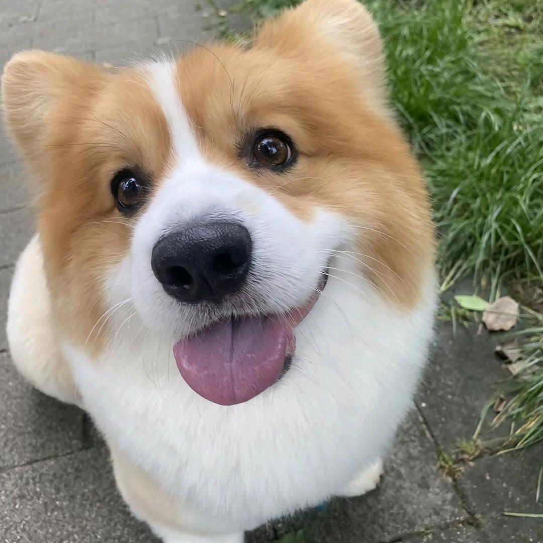 聪聪和小鲨