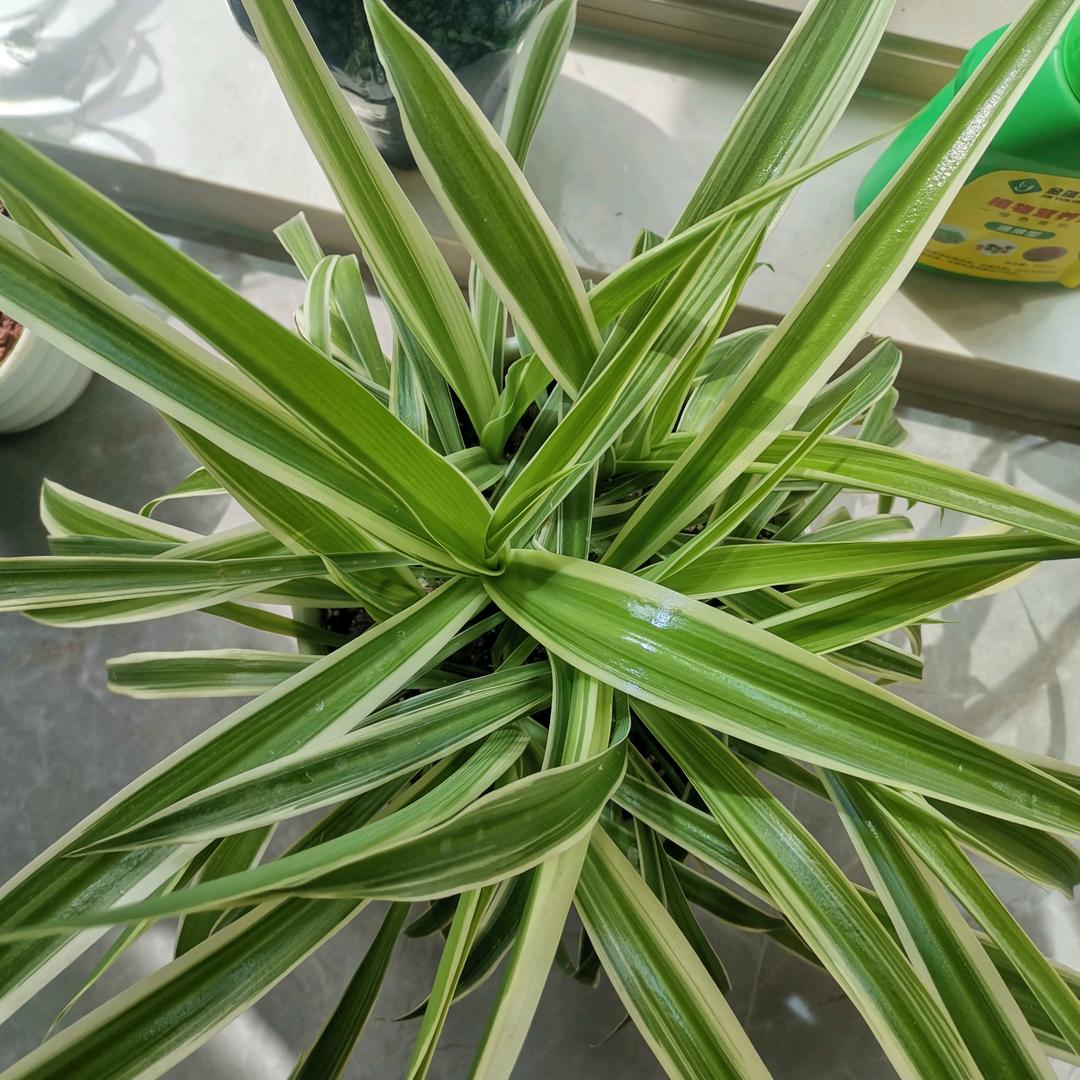 玲