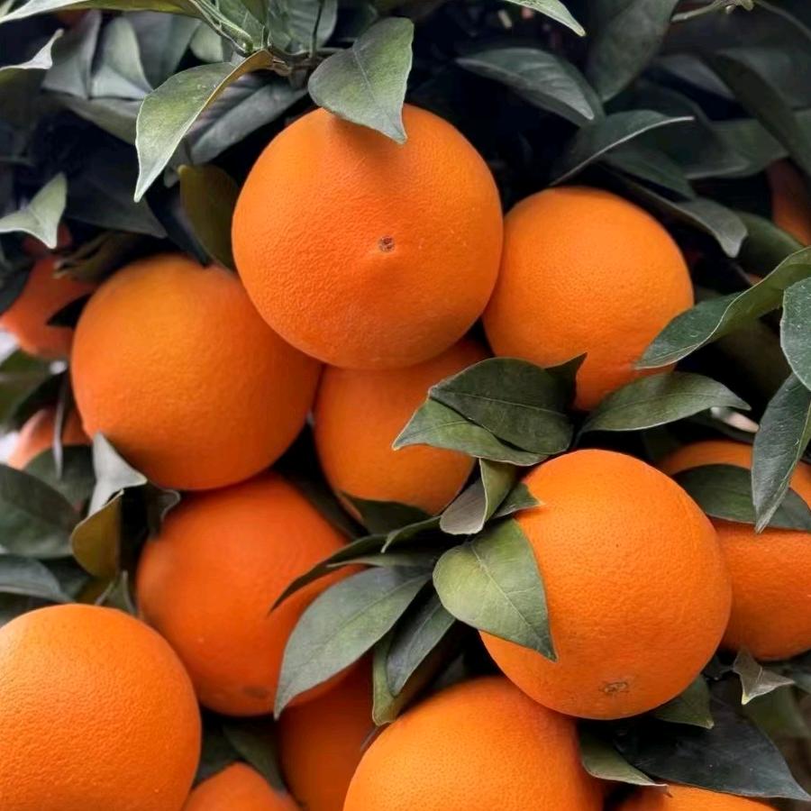 文记果业.赣南🍊脐橙🍀