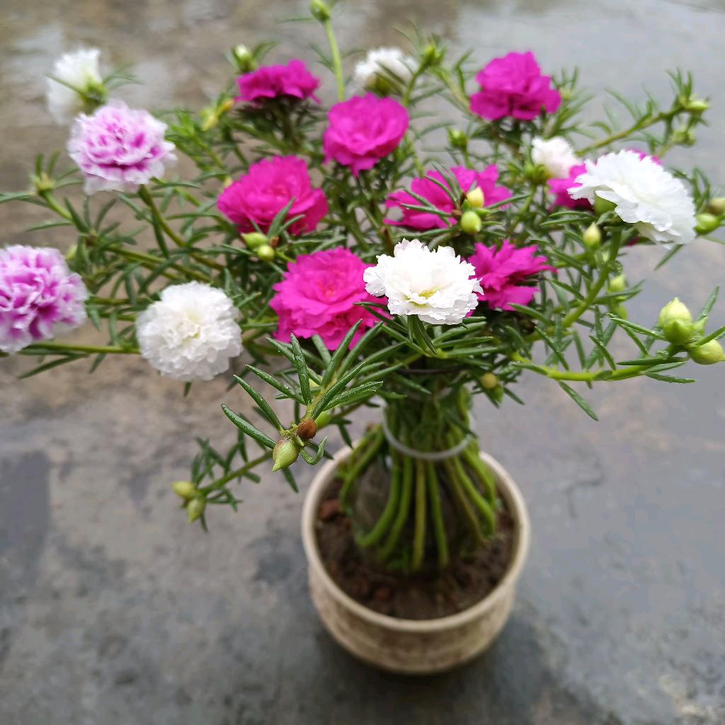 思念🌹