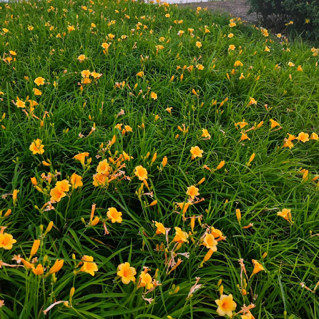 爱笑的脸🌹❤️💋520