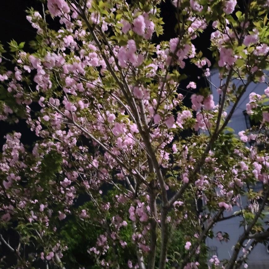 用户9803435626639农村人