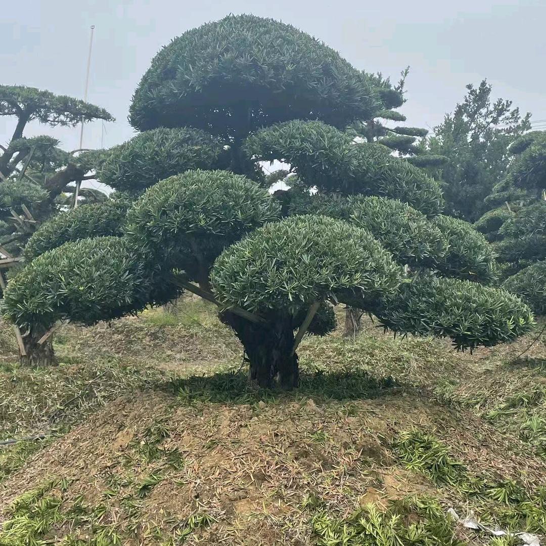 出售造型罗汉松