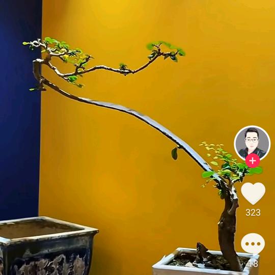 王师傅铺地板砖