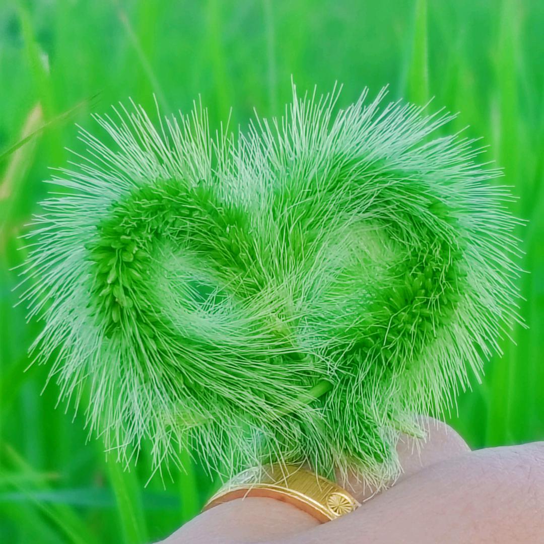 洛林林