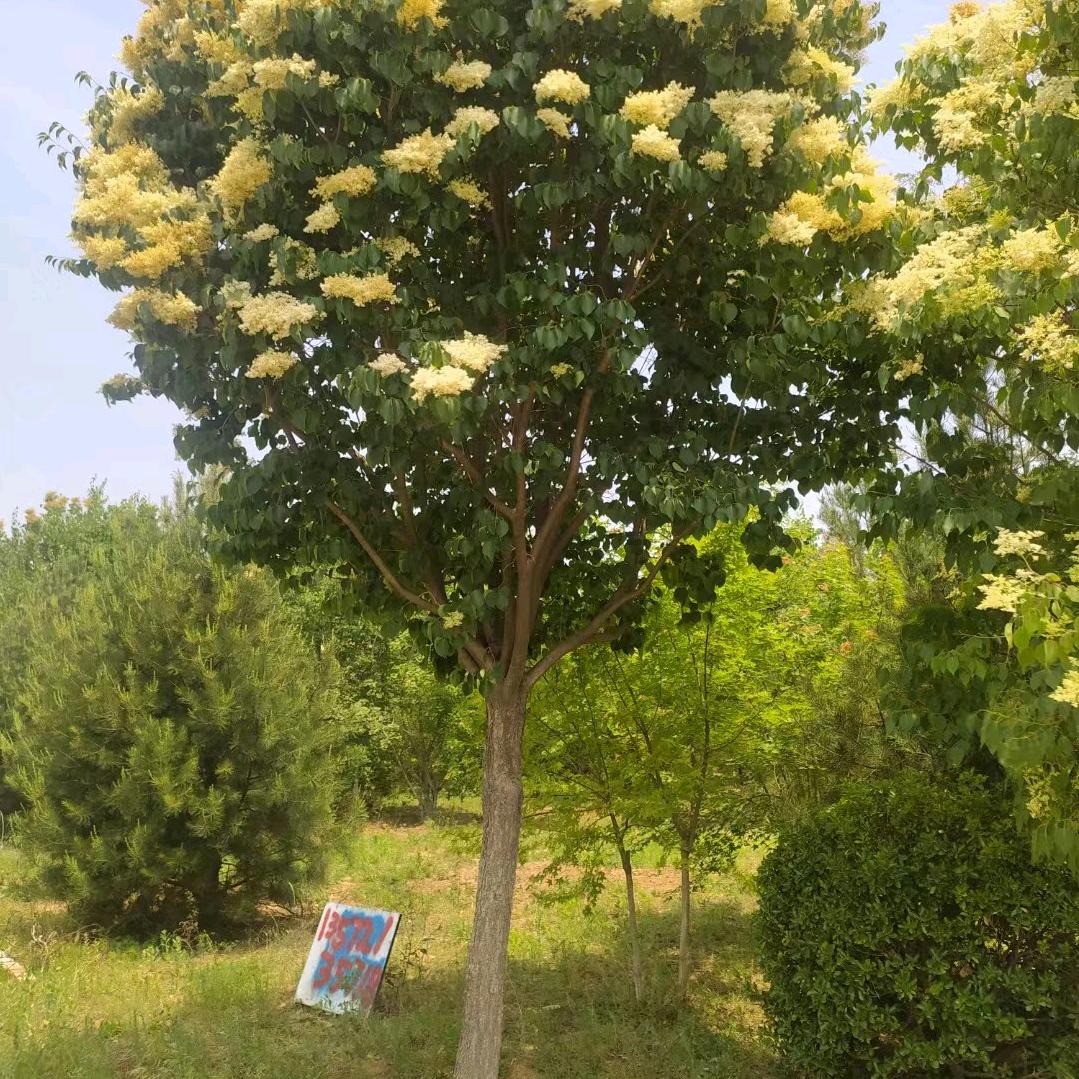 大量出售茶条槭，暴马丁香