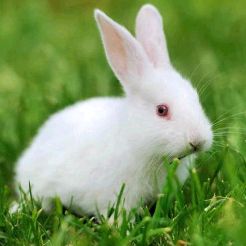 小白兔