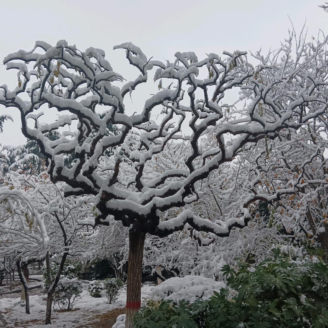泰然自若