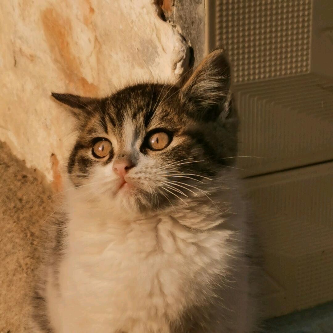 (・●・)