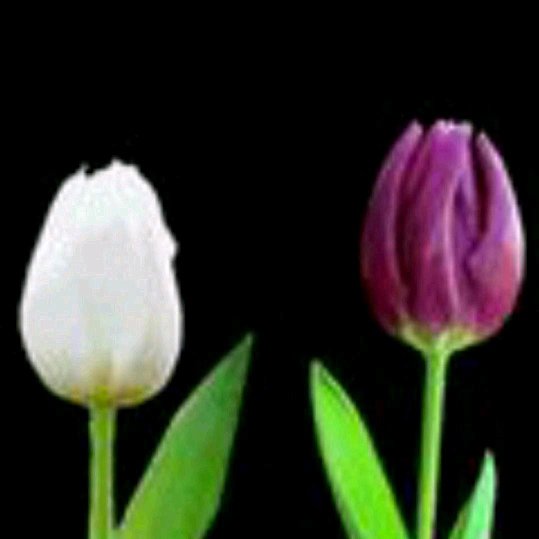 芳草清晰 拒绝秒赞