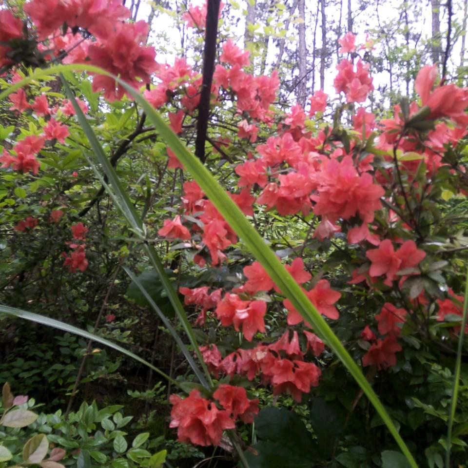 岩清