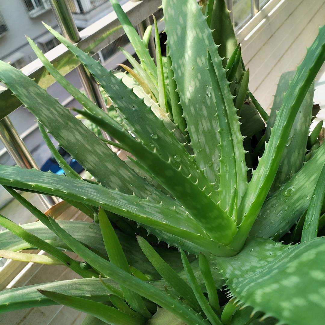 永不牵挂
