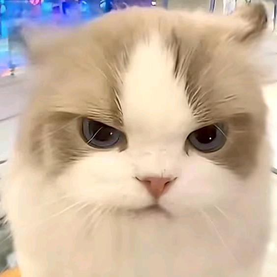 孟德