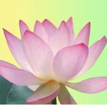 素食单身学佛佛友