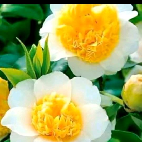 梦里有你💐