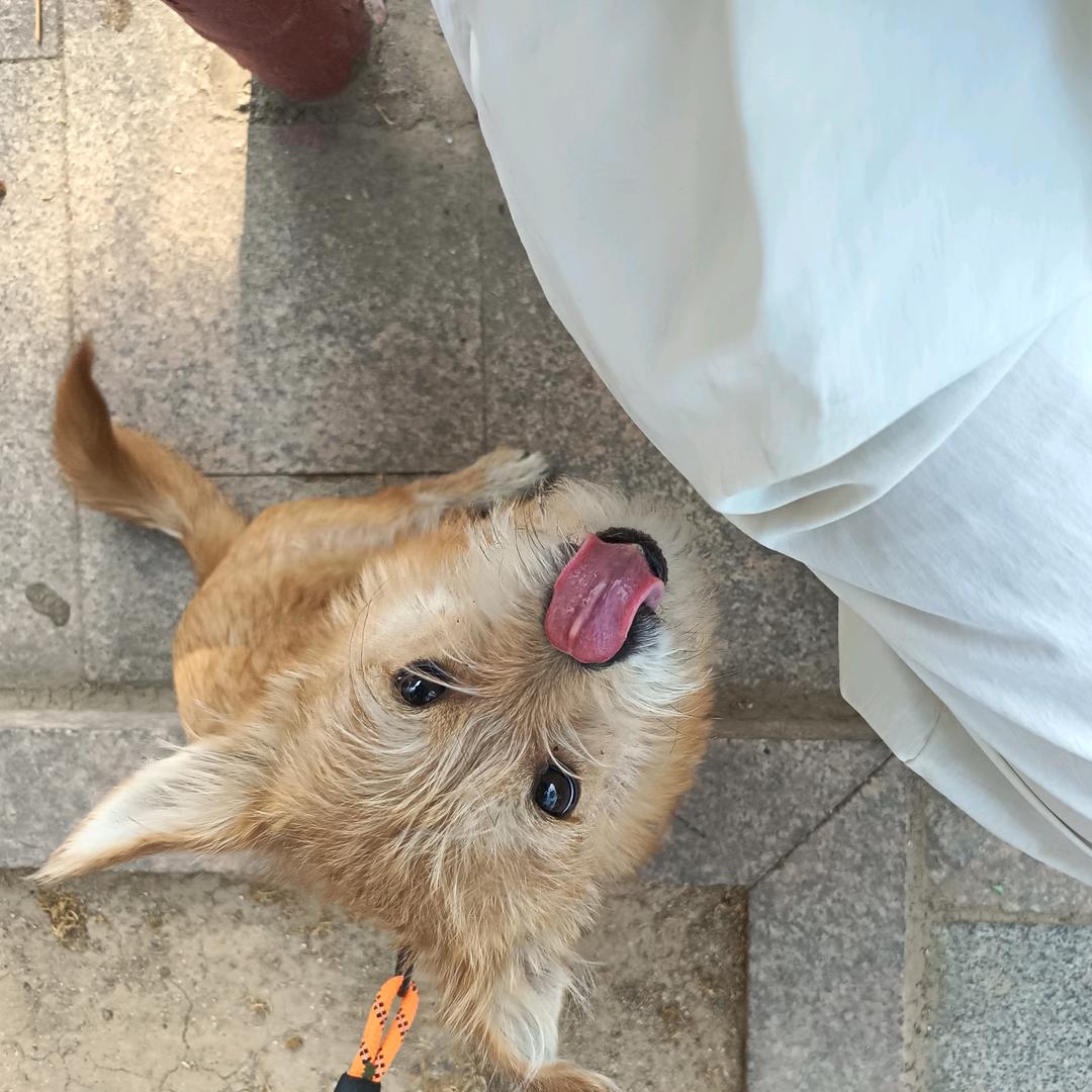 一只小小知了龟