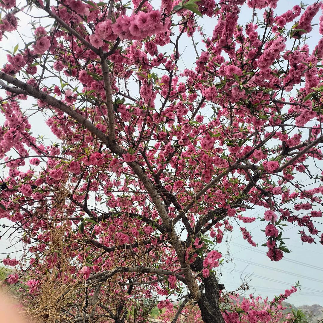 花🌸开福贵