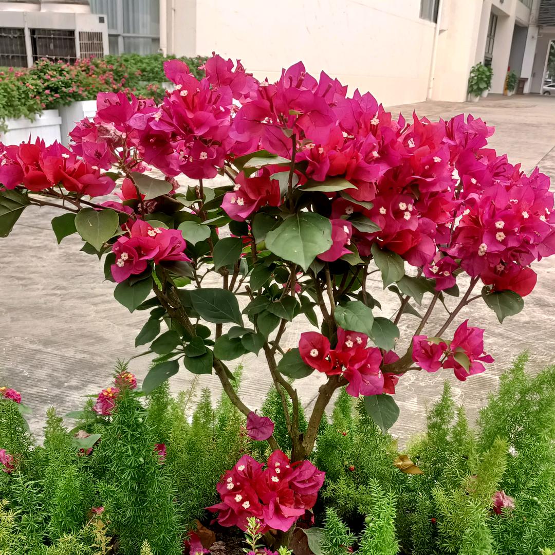 雏菊